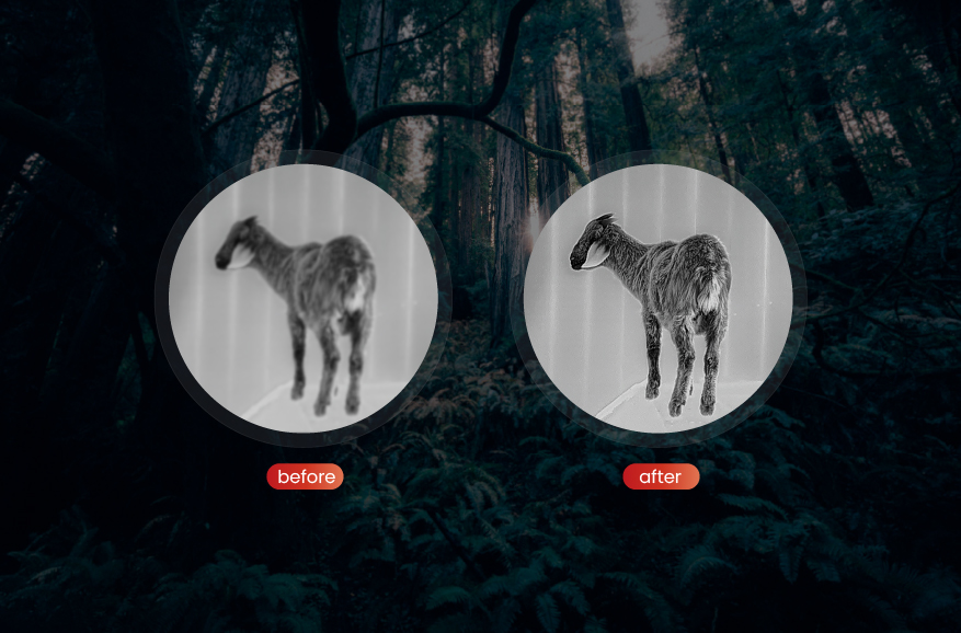 PureIR Adaptive Dynamic Filtering Algorithm (PureIR)