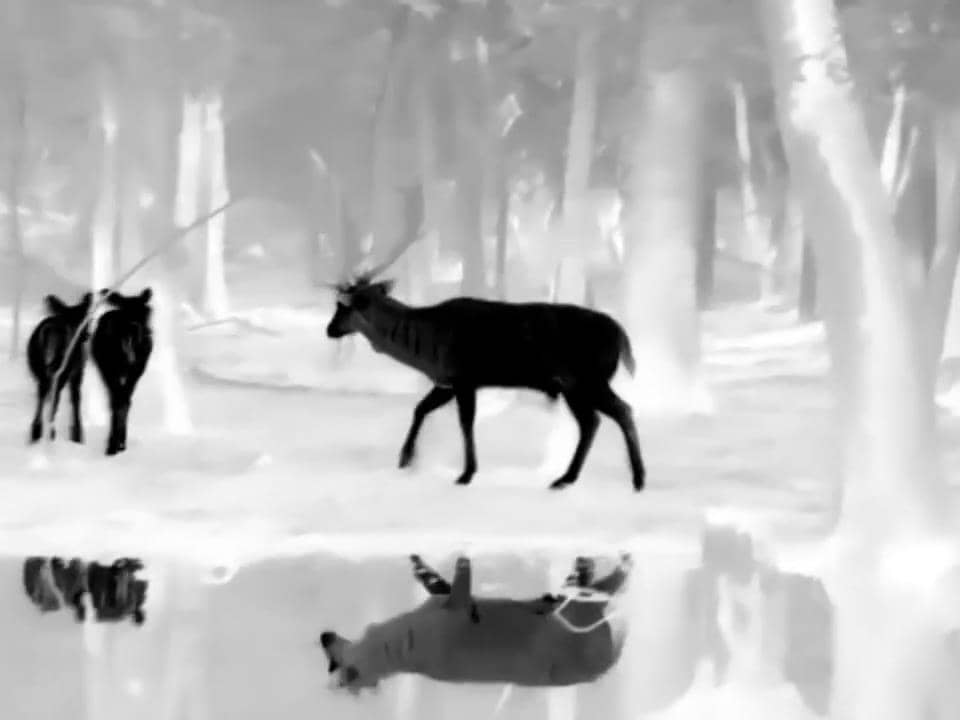 Tips for choosing the perfect Infrared Thermal Scope for Hunting Expeditions